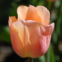 Tulipán precoz 'Abricot Beauty'
